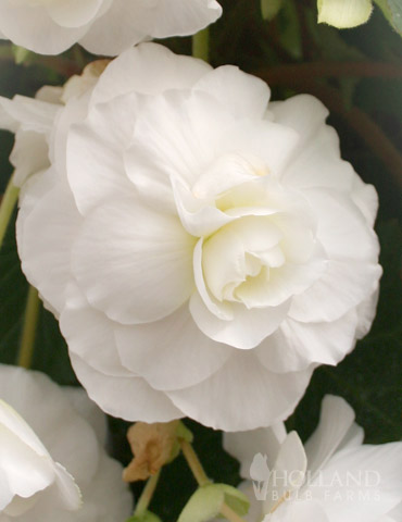 White Double Begonia 