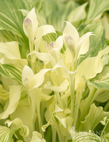 White Feather Hosta 