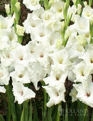 White Gladiolus Value Bag 