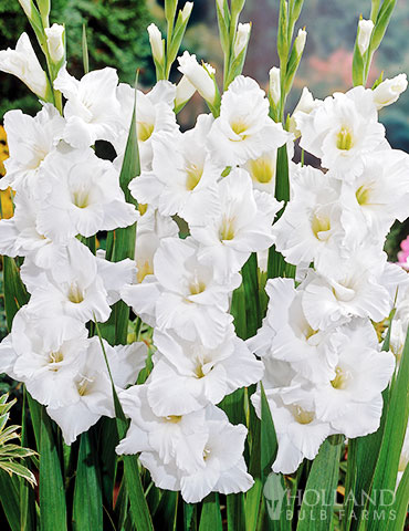 White Gladiolus 