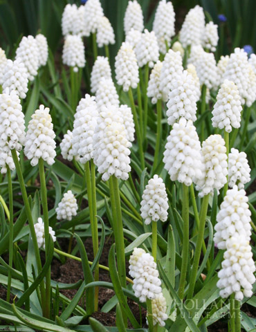 White Grape Hyacinth or Muscari 