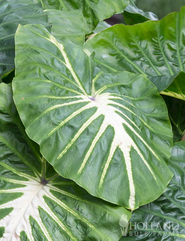 White Lava Elephant Ear 