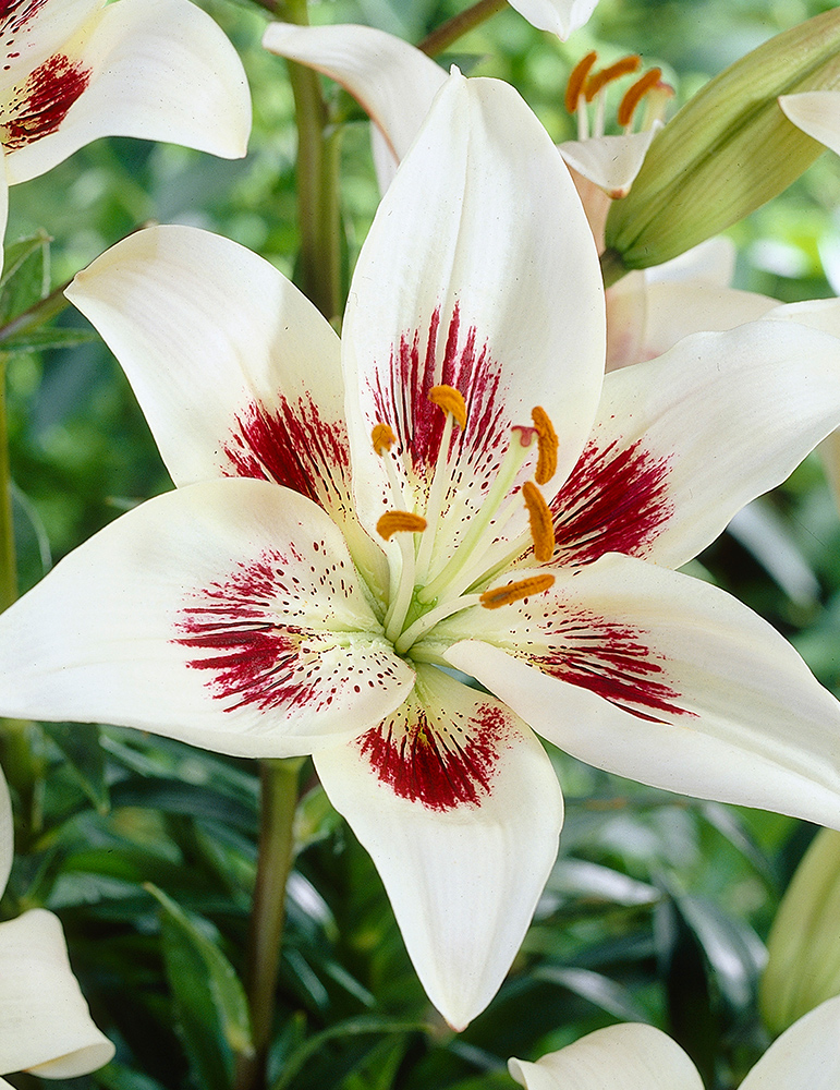 White Pixels Asiatic Lily 