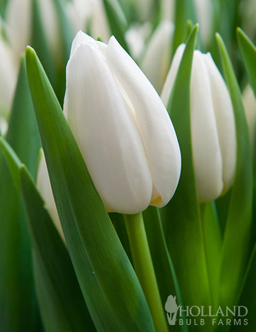 White Prince Single Early Tulip 