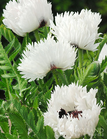 White Ruffles Poppy oriental poppies for sale, white ruffles poppy, white ruffles oriental poppy, buy oriental poppy, bareroot poppy