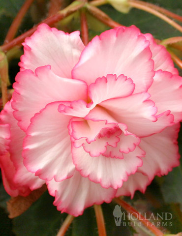 White and Red Picotee Begonia 