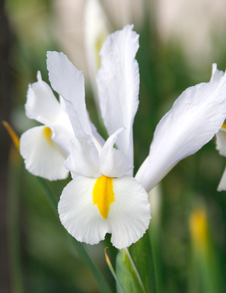 White van Vliet Dutch Iris 