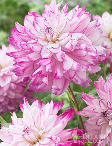 Who Dun It Decorative Dahlia 