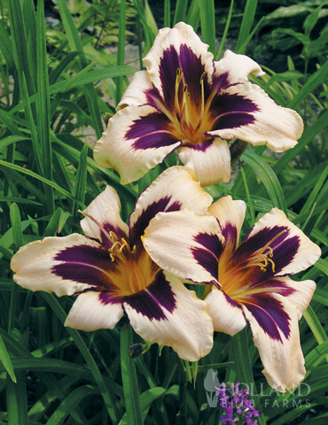 Wild Horses Daylily 