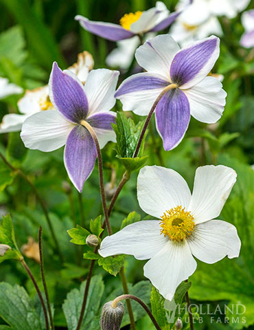 Wild Swan Anemone 