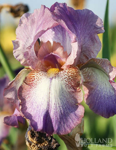 Wine Festival Bearded Iris 