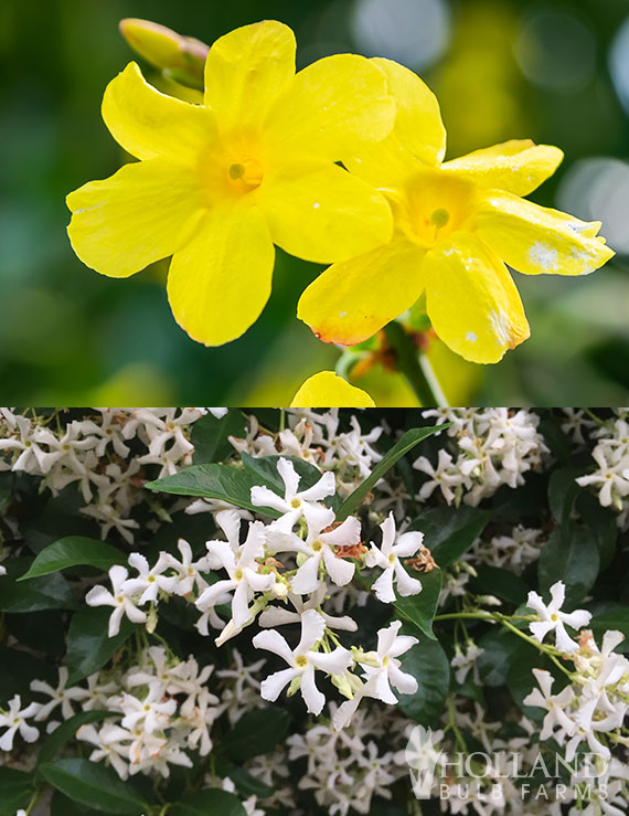 Winter Hardy Jasmine Pre-Potted Duo