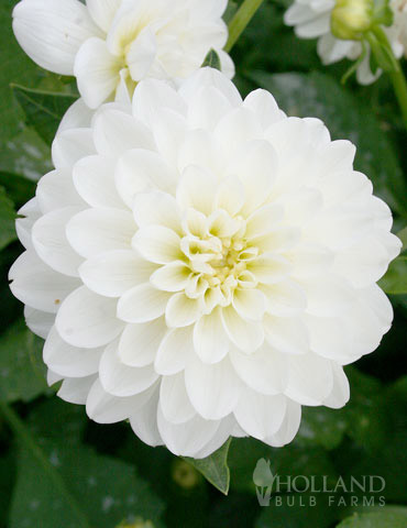 Wittem Decorative Dahlia 