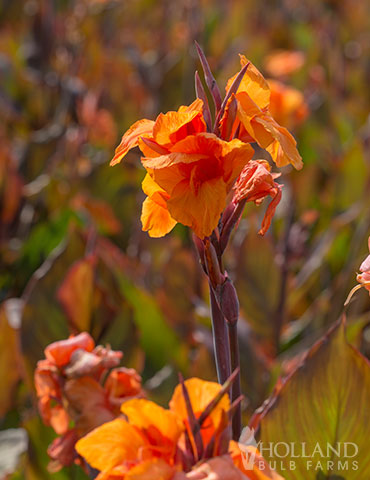 Wyoming Canna 