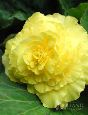 Yellow Double Begonia 