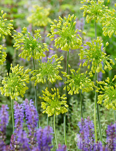 Yellow Fantasy Allium 