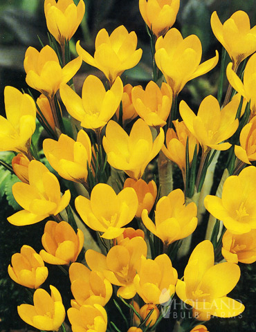 Yellow Giant Crocus 