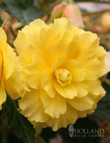 Yellow Hanging Basket Begonias 