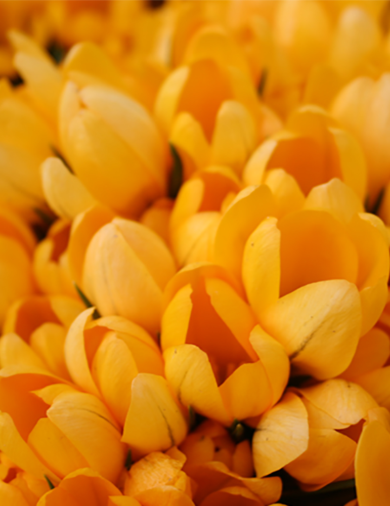 Yellow Mammoth Crocus 