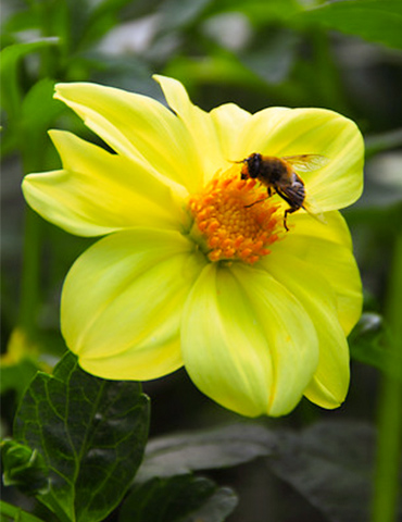 Yellow Sneezy Dahlia 