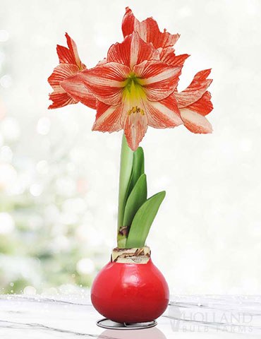 Yuletide Waxed Amaryllis