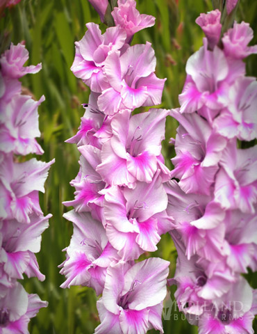 Zamora Gladiolus 