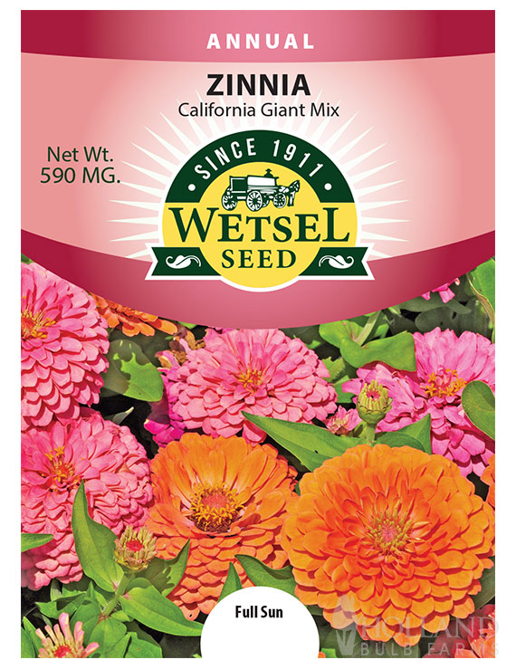 Zinnia California Giant Mix