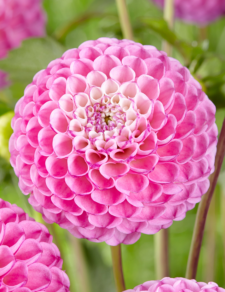 Zippity Do Da Dahlia 