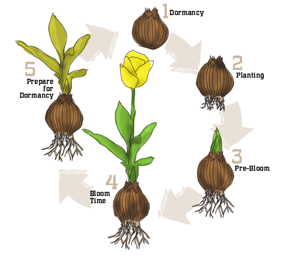 Life Cycle of a Bulb Diagram