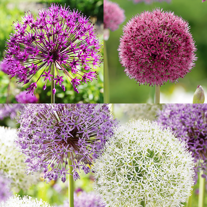 Allium