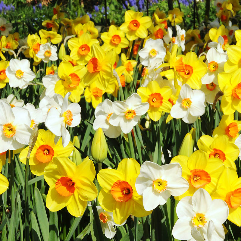 Daffodils