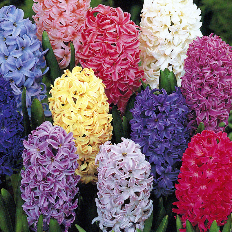 Hyacinths