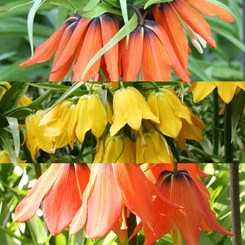 Fritillaria