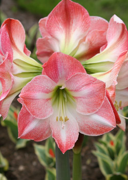 Amaryllis