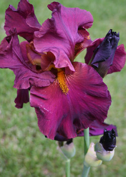 Bearded Iris