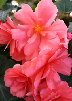 Begonias