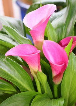 Calla Lilies