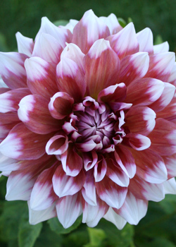 Dahlia