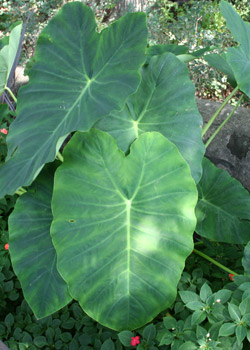 Elephant Ear