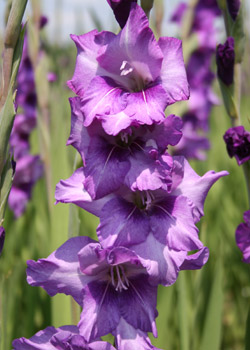 Gladiolus