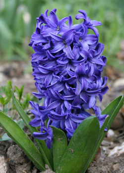 Hyacinth