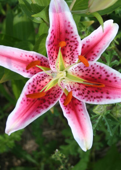 Lilies