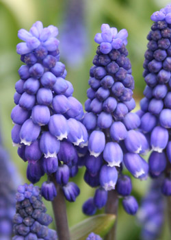 Muscari