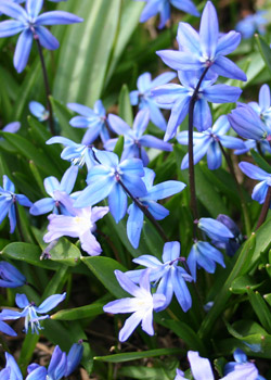 Scilla