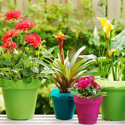 Flowers in Pots