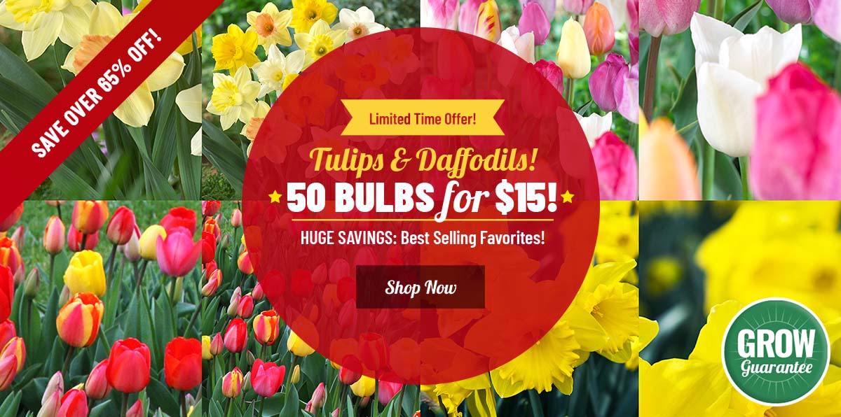 RESERVE YOURS | 50 Bulbs For ONLY $15!