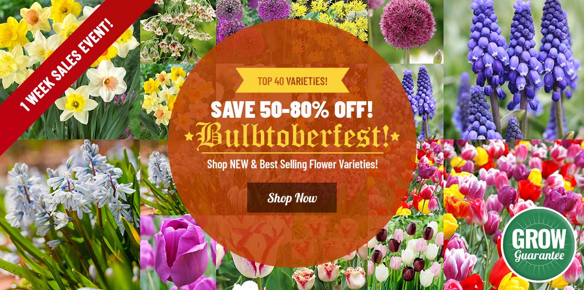 BULBTOBERFEST IS HERE!  50-80% OFF 40+ Fall Faves!