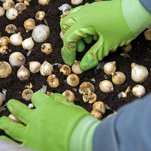 Planting Fall Bulbs