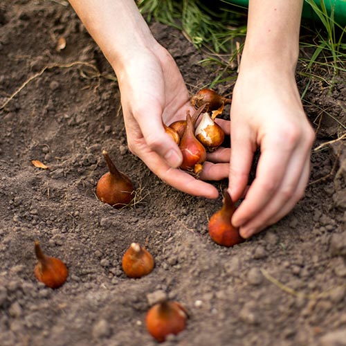 Planting Fall Bulbs