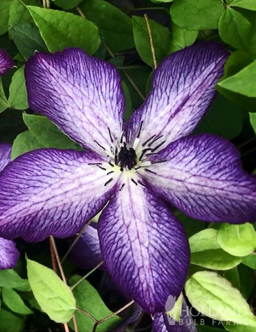 Violet Stargazer Pre-Potted Clematis 